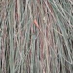 Muhlenbergia lindheimeri 葉