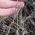 Bothriochloa ischaemum Flower