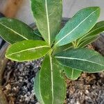 Stephanotis floribundaBlatt