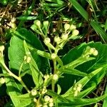 Doellingeria umbellata Flower