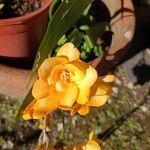 Freesia refracta Blomst