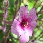 Geranium maderense Floare