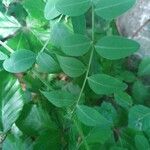 Vicia dumetorum Leaf