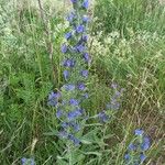 Echium vulgareFlower