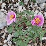 Paeonia corsica Flower