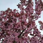 Prunus serrulata 形態