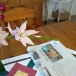 Watsonia borbonica Çiçek