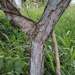 Curatella americana Rusca