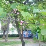 Cercis canadensis Flower