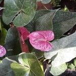 Anthurium andraeanumКветка