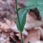 Epipactis persica Leaf