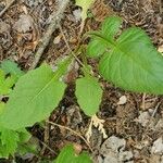 Lactuca floridana Hoja