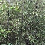 Phyllostachys nigra Habitus