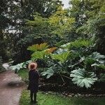 Gunnera tinctoria Leaf