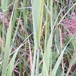 Phleum pratense Kaarna
