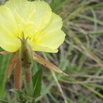 Oenothera stricta 花