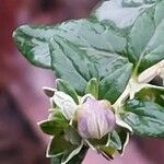 Teucrium fruticans Blüte