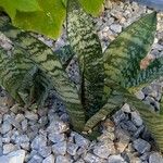 Dracaena hyacinthoides葉