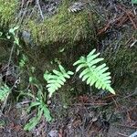 Polypodium californicum Hoja