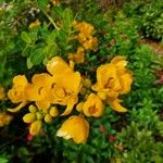 Cassia corymbosa Λουλούδι