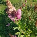 Spiraea douglasiiFeuille