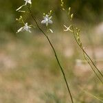 Anthericum ramosum Fula