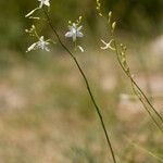 Anthericum ramosum Цвят