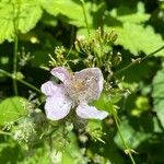 Rubus fruticosusFlower