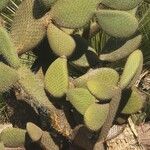 Opuntia leucotrichaΦύλλο