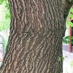 Ulmus laevis പുറംതൊലി