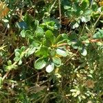 Berberis microphylla Deilen