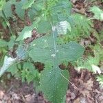 Lactuca biennis Leaf