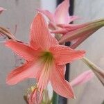 Hippeastrum striatum Blomst