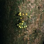 Chrysophyllum cuneifolium Fruit