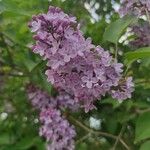 Syringa vulgaris L.പുഷ്പം