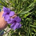 Ruellia simplex Blatt