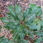 Terminalia cherrieri Leaf