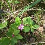 Rubus arcticus Blüte