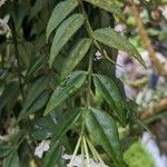 Hoya lanceolata Ліст