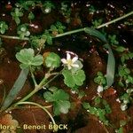 Ranunculus omiophyllus Habit