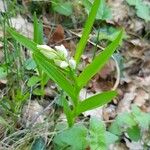 Cephalanthera longifolia Habitus