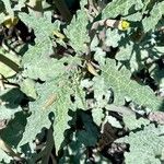 Datura ceratocaula Hoja