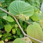 Corylopsis spicata ᱵᱟᱦᱟ