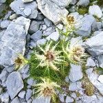 Cirsium spinosissimum Λουλούδι