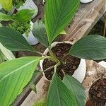 Spathiphyllum cannifolium Leaf