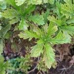 Euryops chrysanthemoides Folio