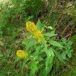 Solidago virgaurea Квітка