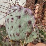 Opuntia macrocentra List