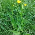 Crepis conyzifolia Folha