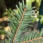 Abies alba Лист